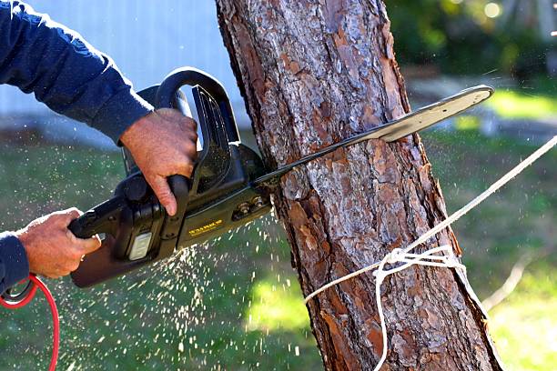 How Our Tree Care Process Works  in  Nome, AK