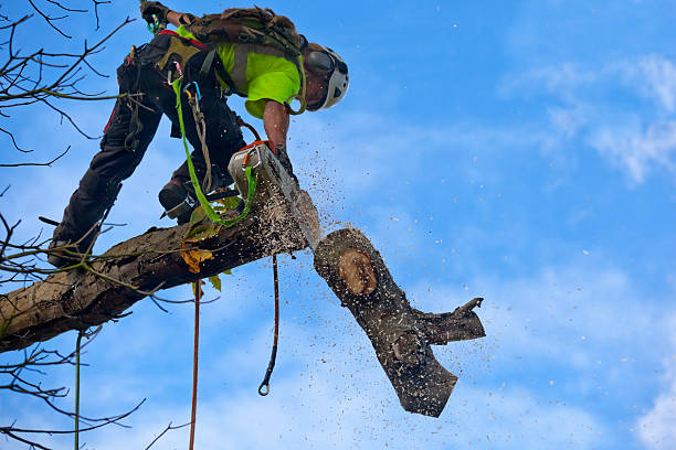 Trusted Nome, AK Tree Services Experts